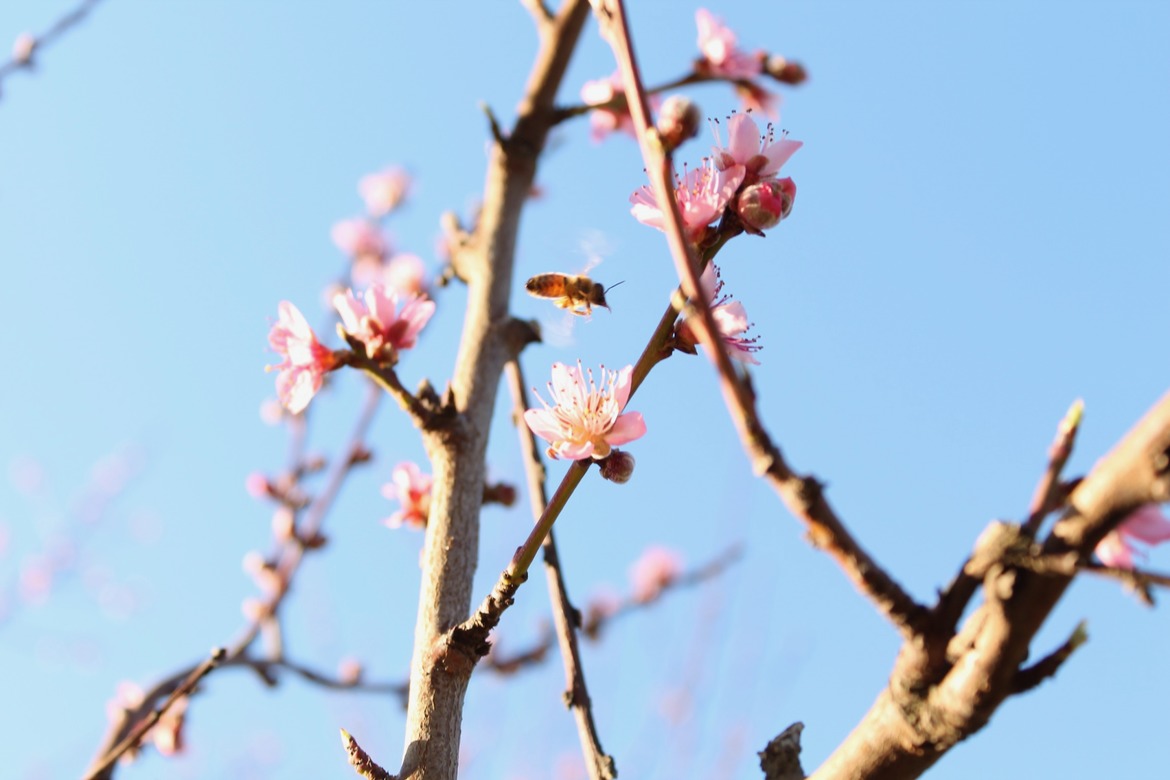Honeybee, Galt, California, United States of America