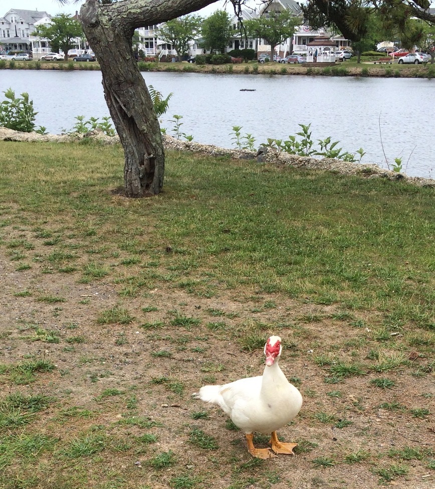Muscovy Duck, Ocean Grove, New Jersey, United States of America