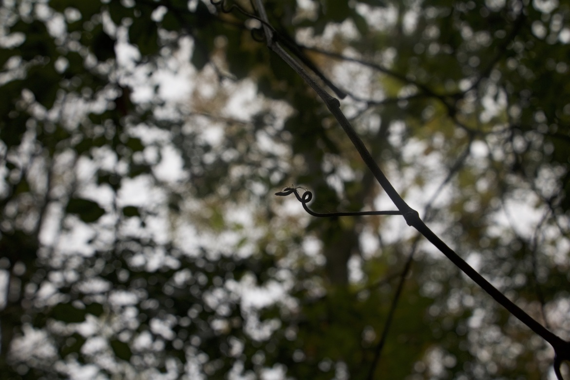 Spider, Rice Creek Field Station, Oswego, NY, United States of America