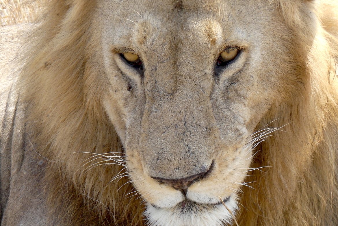 African Lion, Serengeti National Park, Tanzania, United Republic of