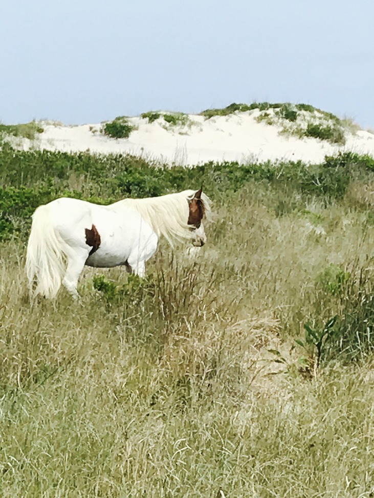 Spanish horse, Assateague State Park Maryland, United States of America