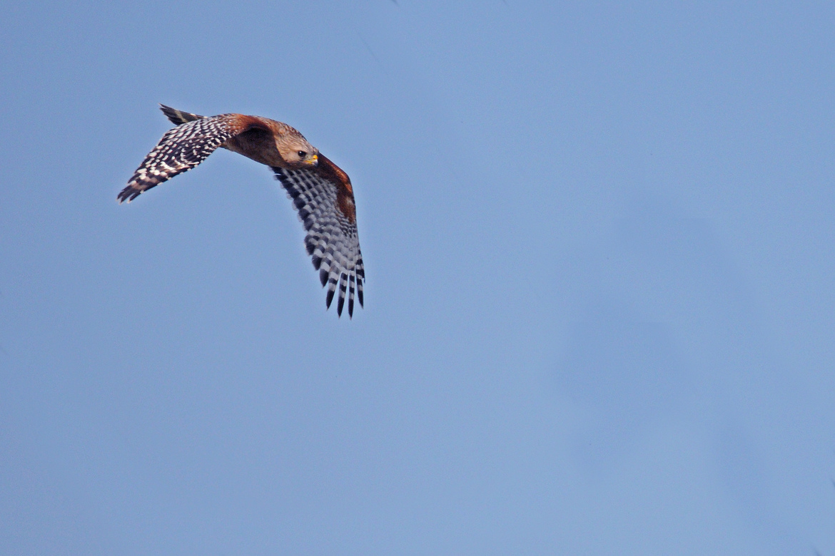Hawk, Red Shouldered, Marin Sewer Processing Plant, United States of America