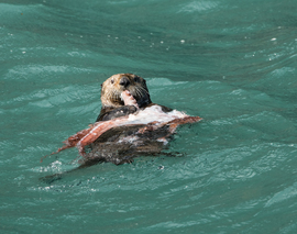 Grid sea otter eating an octopus