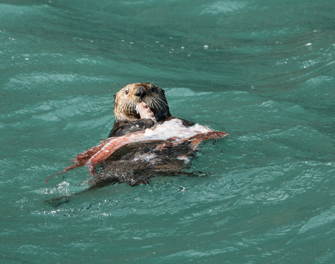 Sea otter, off the coast of Seward, AK, United States of America