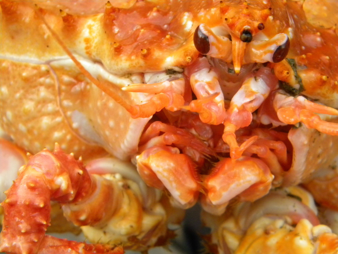 King Crab, Baranoff Island, United States of America