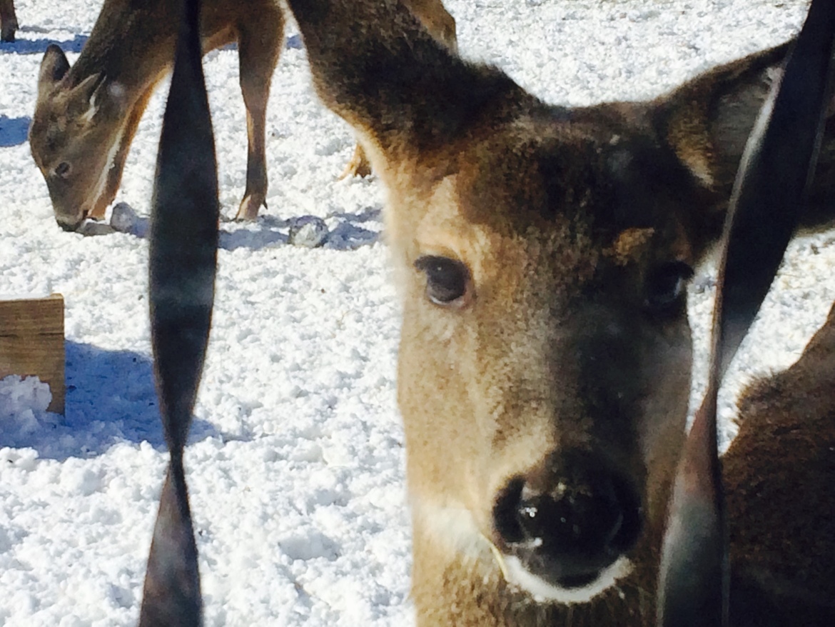 Deer, Upper Peninsula of Michigan, United States of America
