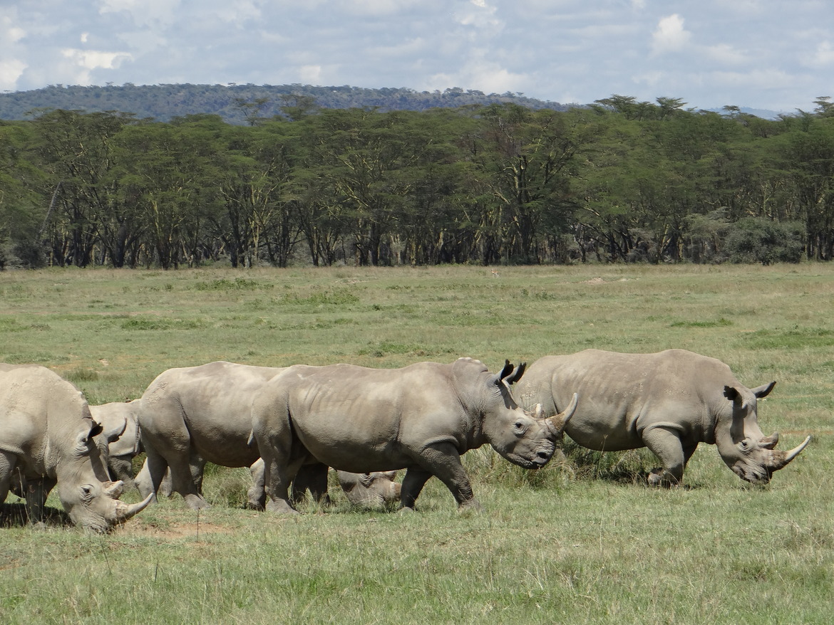 rhinos, cant remember, Kenya
