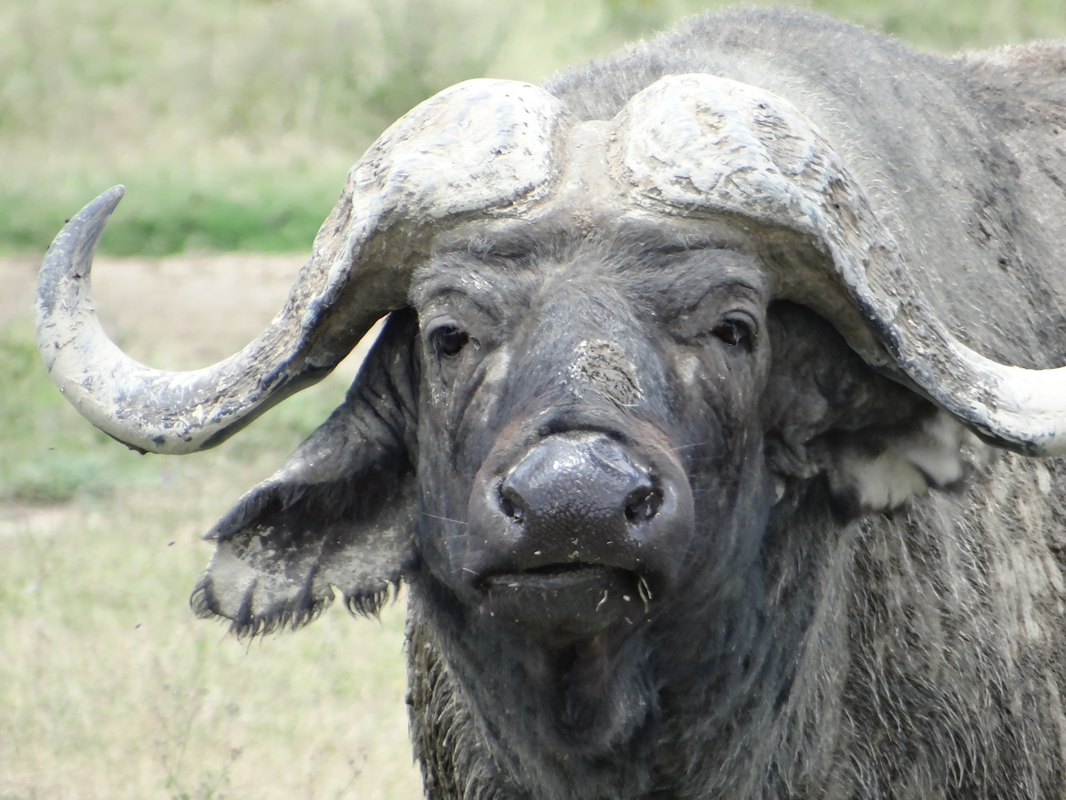 water buffalo, dont remember, Kenya