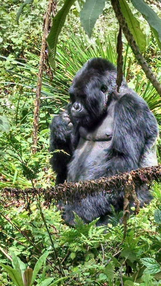 Mountain Gorilla, Volcano Mountain National Park, Rwanda