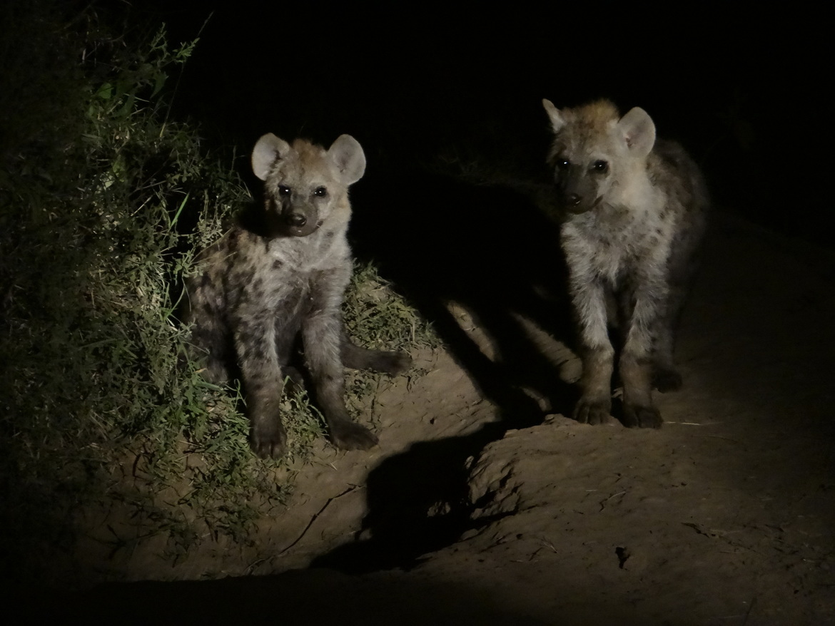 hyenas, dont know, Kenya