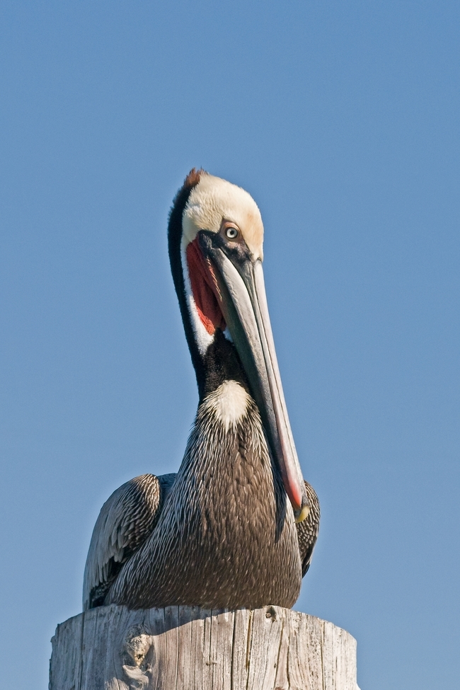 Pelican, Brown, San Francisco Bay, United States of America