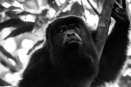 Grid howlermonkeybelize