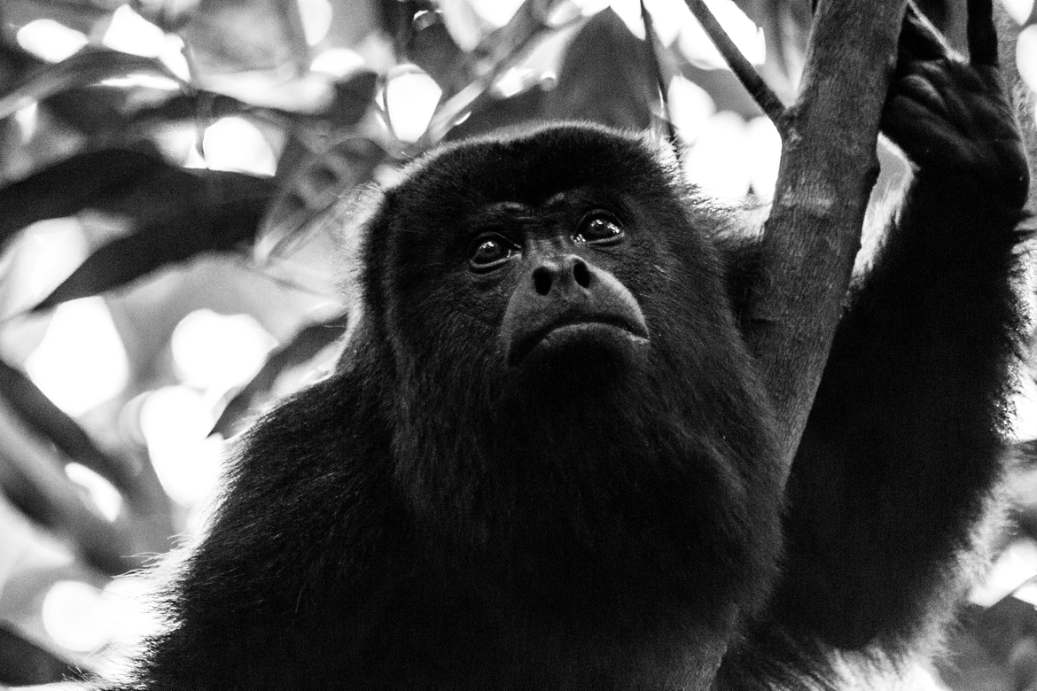Howler Monkey, Belize District, Belize