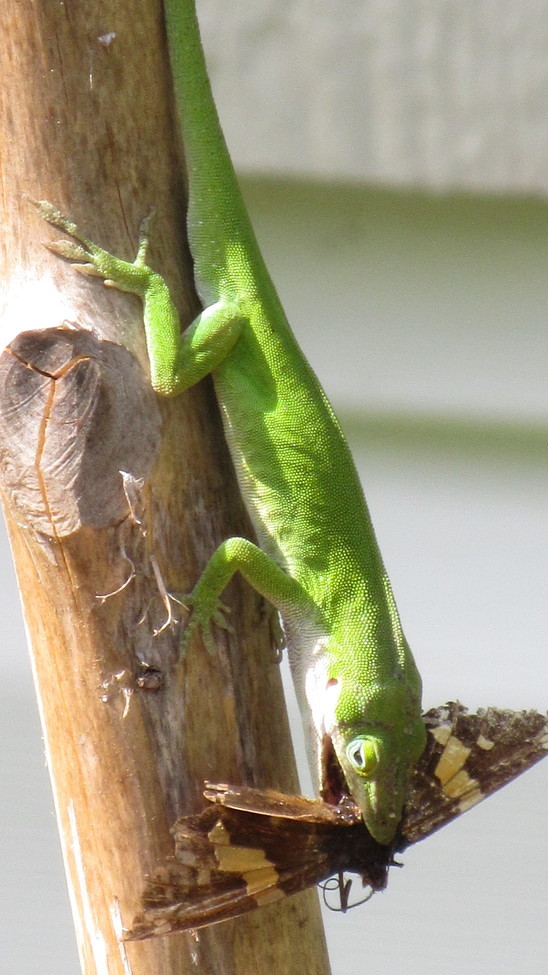 Lizard with moth, Gray Court, SC, United States of America