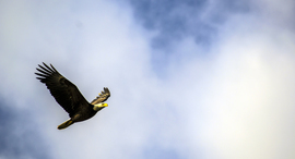 Grid baldeagle