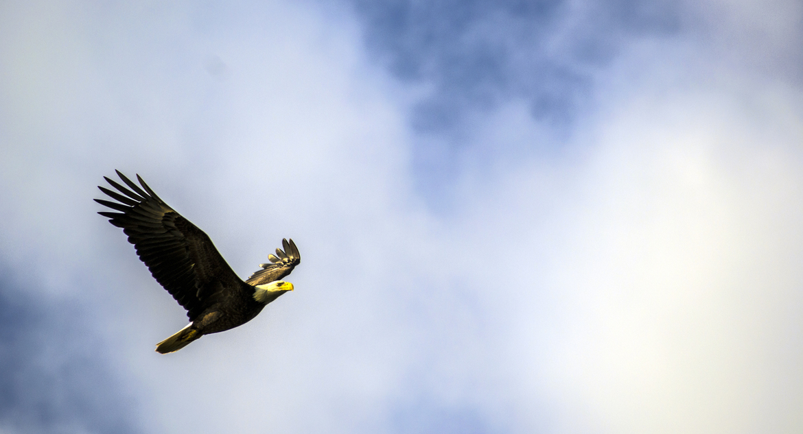 Bald Eagle, Finger Lakes, United States of America