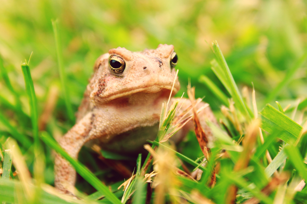 Anaxyrus americanus, Pittsburgh, PA, United States of America