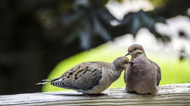Grid lovebirds