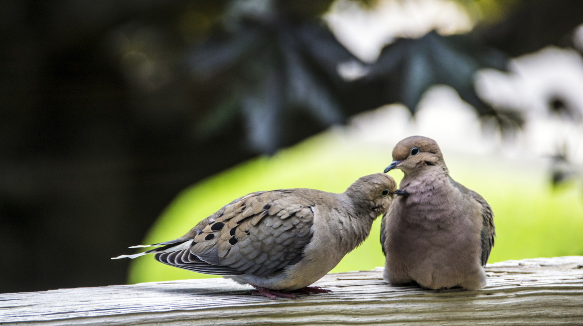 Mourning Dove, Finger Lakes, United States of America