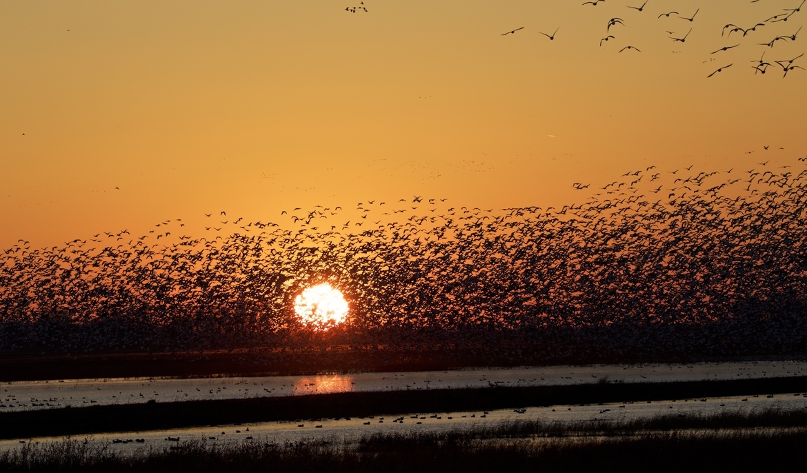 Snow Geese, Loess Bluffs National Wildlife Refuge in Missouri., United States of America