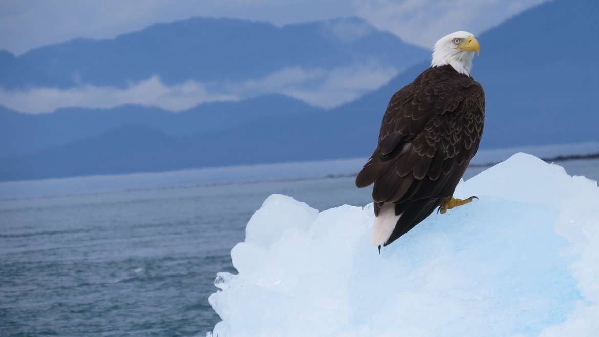 Bald Eagle, Tracy Arm Fjord out of  Juneau , Alaska, United States of America