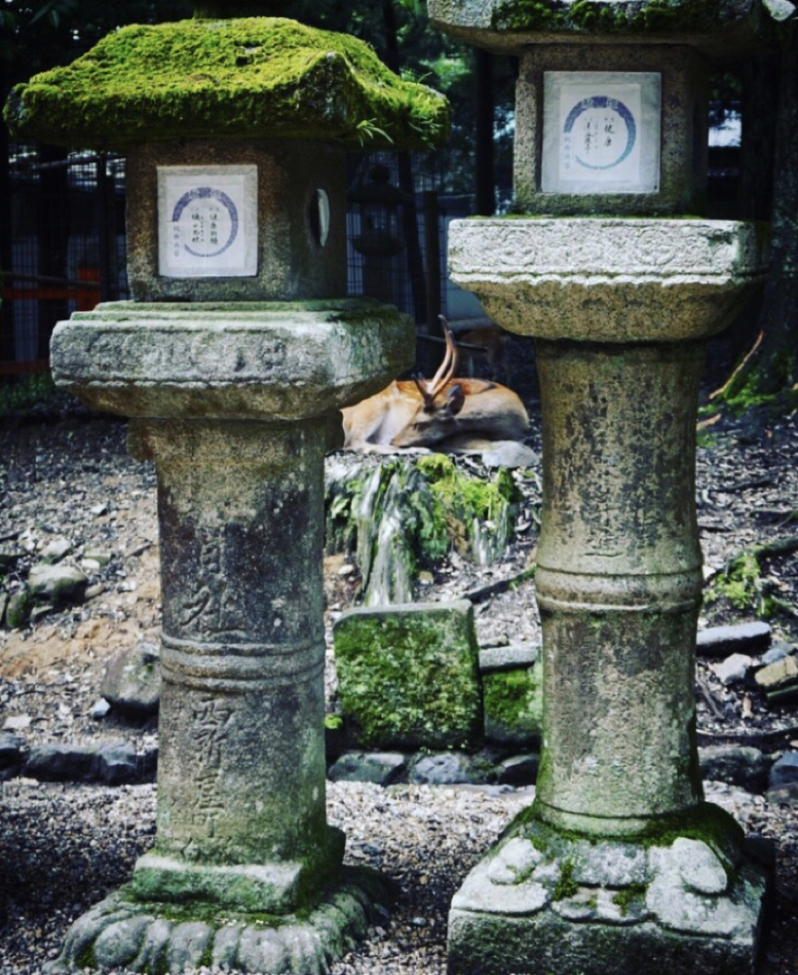 Deer, Nara, Japan