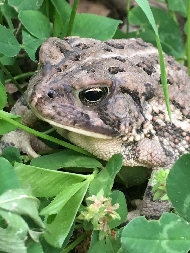 Common Toad, North Carolina , United States of America