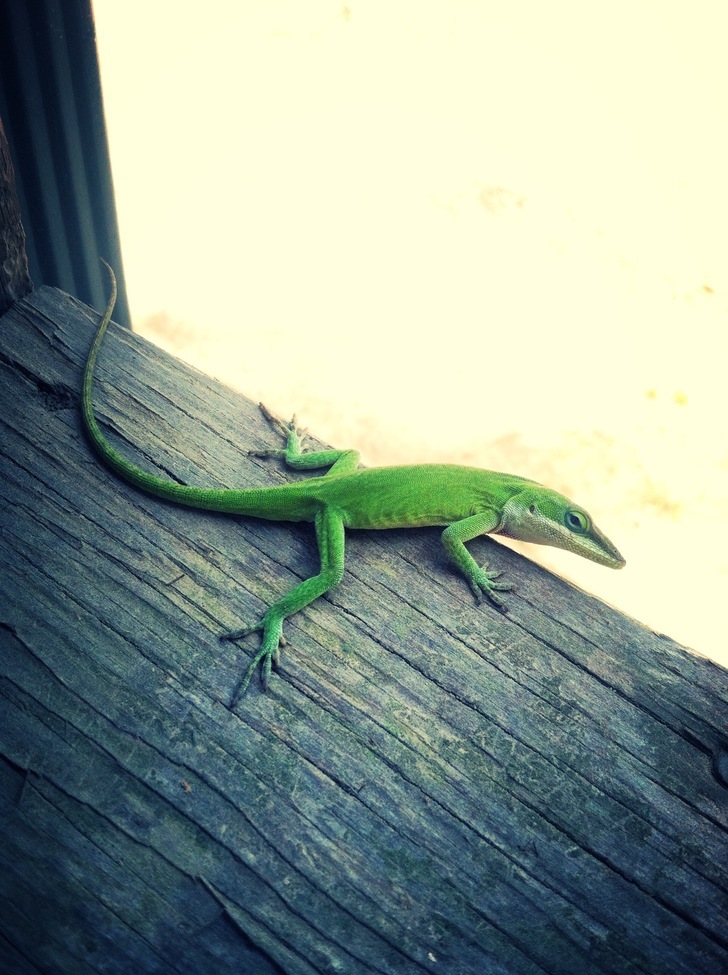 Lizard, North Carolina , United States of America