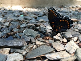 Grid img 8297