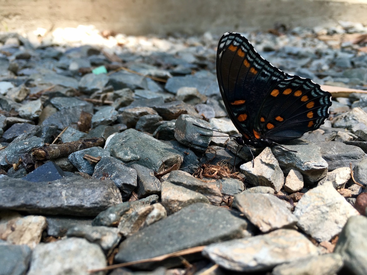 Butterfly , North Carolina , United States of America