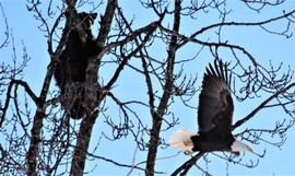 Grid bearcub eagle