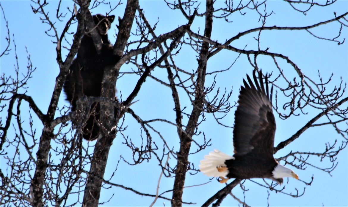 Black Bear Cub & Bald Eagle, Alaskan Wildlife Conservation Center, United States of America