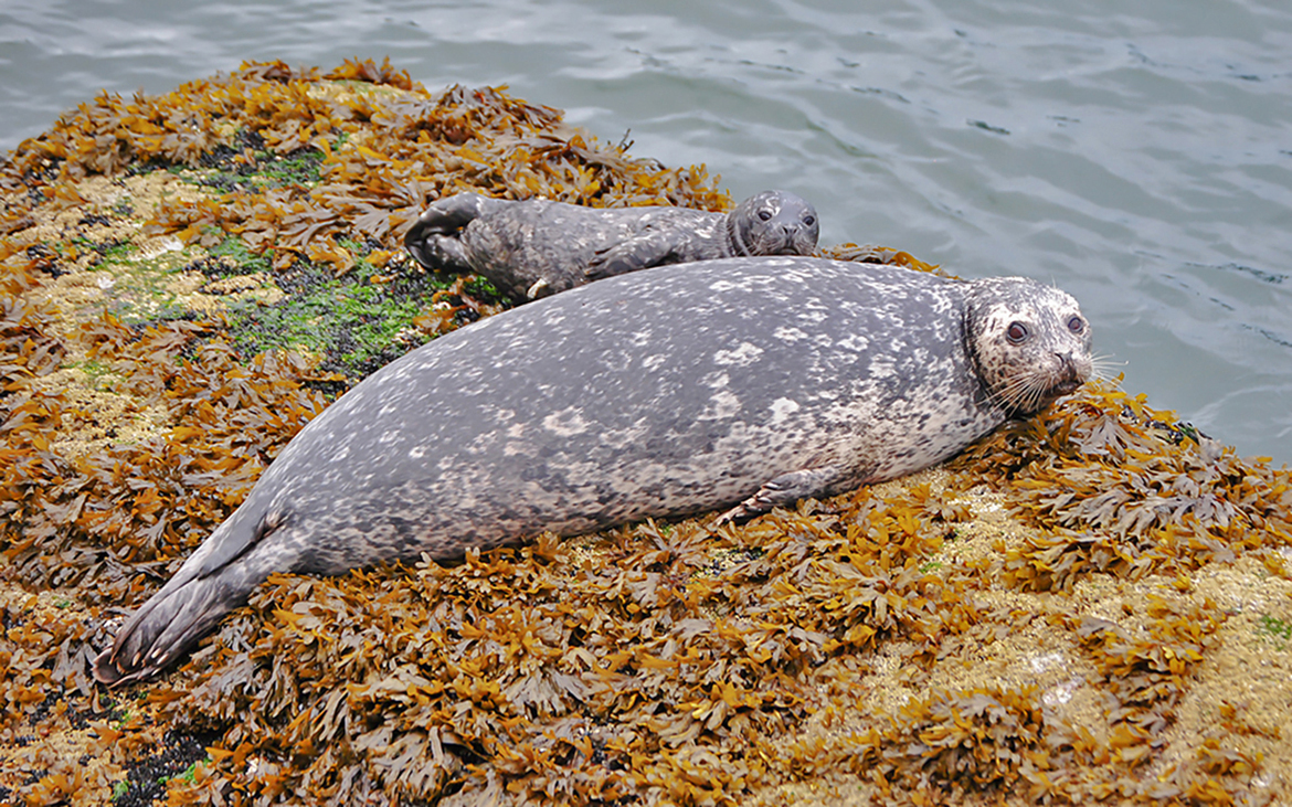 Habour Seal , white cliff park Vancouver BC, Canada