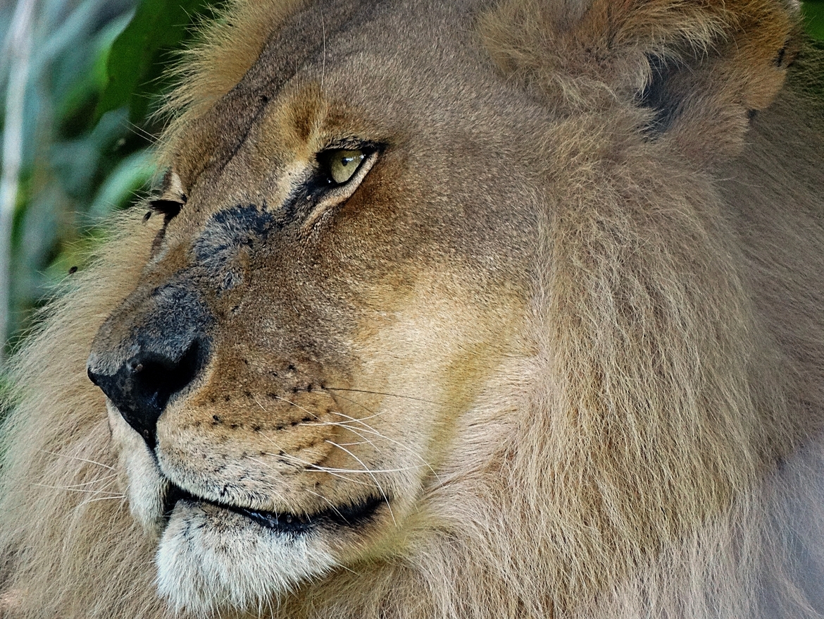 African Lion, South Luangwa, Zambia