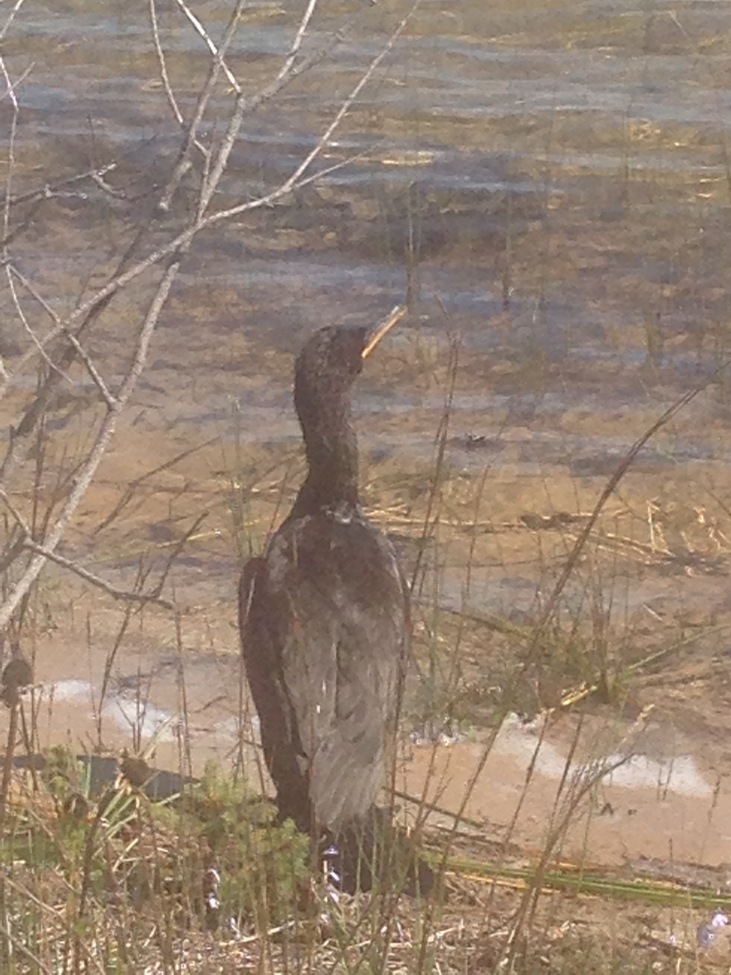 Black Scooter, Washington Island, United States of America