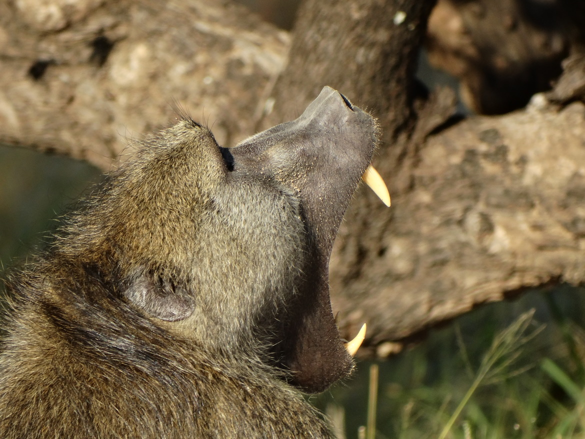 Chacma Baboon, Mosi-Oa-Tunya National Park, Livingstone, Zambia