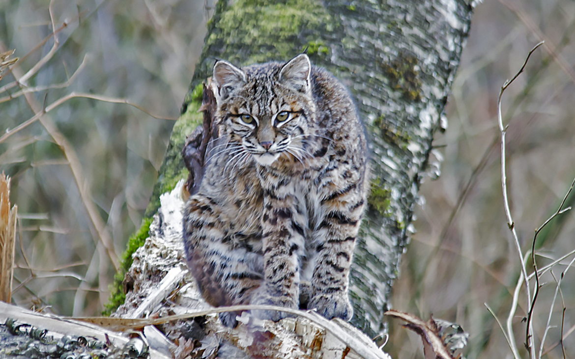 Bobcat , Great Blue Heron Reserve Chilliwack BC, Canada