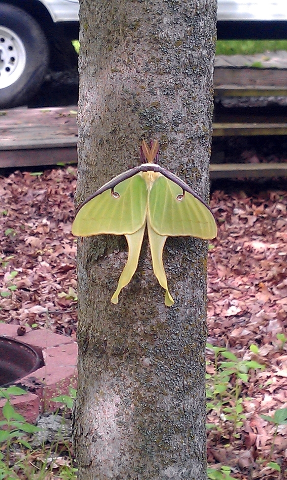 Moth, Central Indiana, United States of America