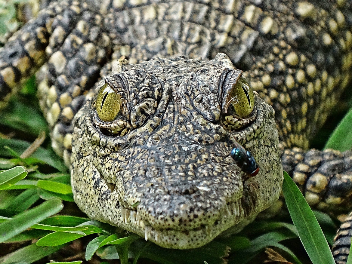 Nile Crocodile, South Luangwa National Park, Zambia