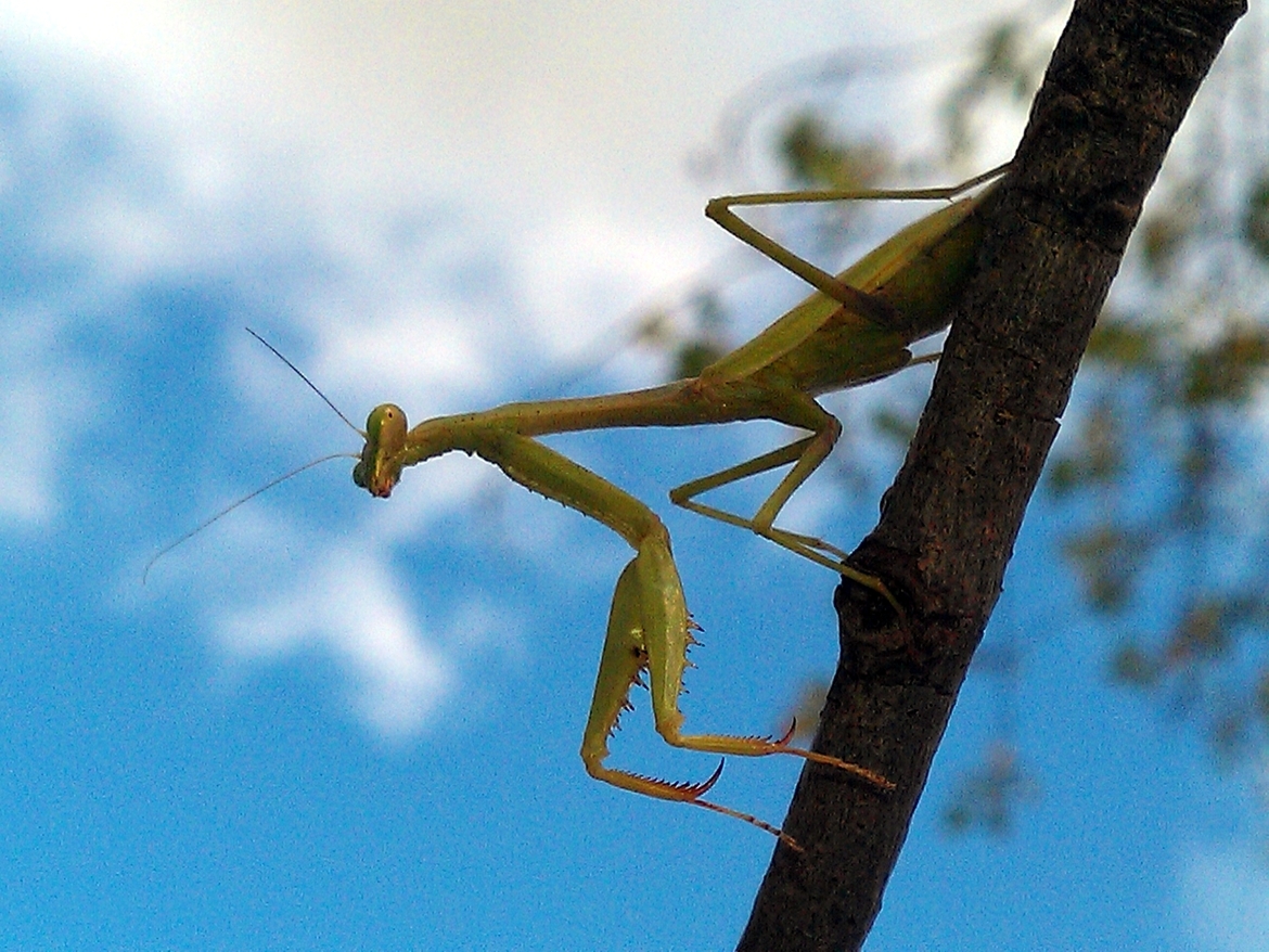 Mantis, Central Indiana, United States of America
