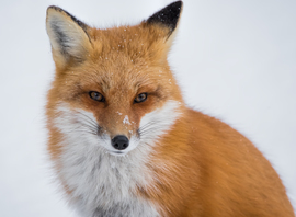 Grid fox face