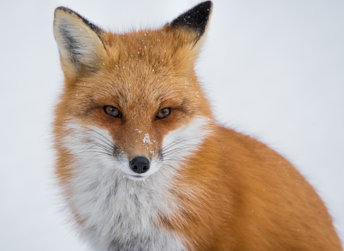 Vulpes vulpes, Red fox., Algonquin park, Canada
