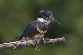 Grid king fisher