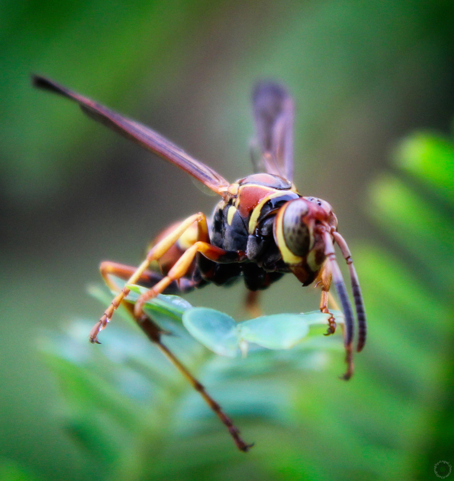 Wasp, Dalton, Ga, United States of America