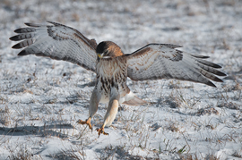 Grid red tail