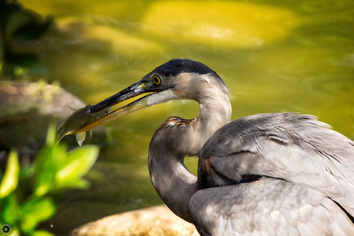 Blue Heron, Dillenger Park in Cartersville GA, United States of America