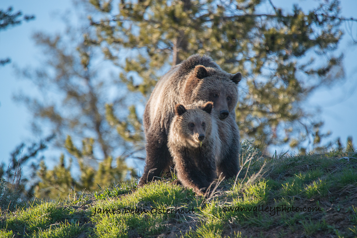 Grizzly, Wyoming , United States of America