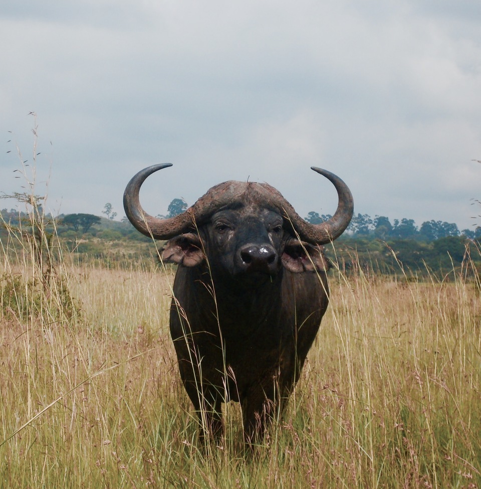 African buffalo, Nairobi National Park, Kenya