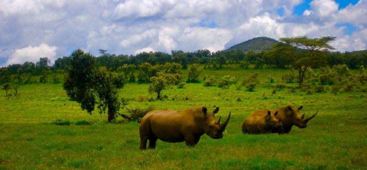 White rhinoceros , Kruger National Park, South Africa
