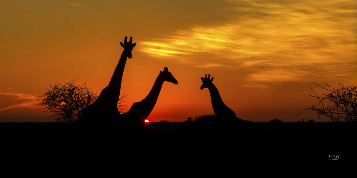 Giraffe, Kalahari Plains Camp, Botswana